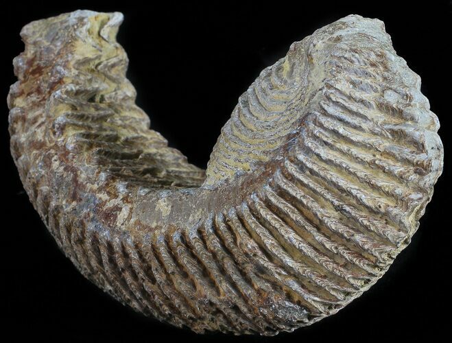 Cretaceous Fossil Oyster (Rastellum) - Madagascar #54455